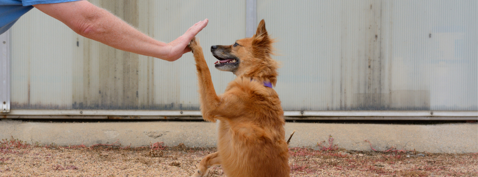 5 easy tricks to teach your dog