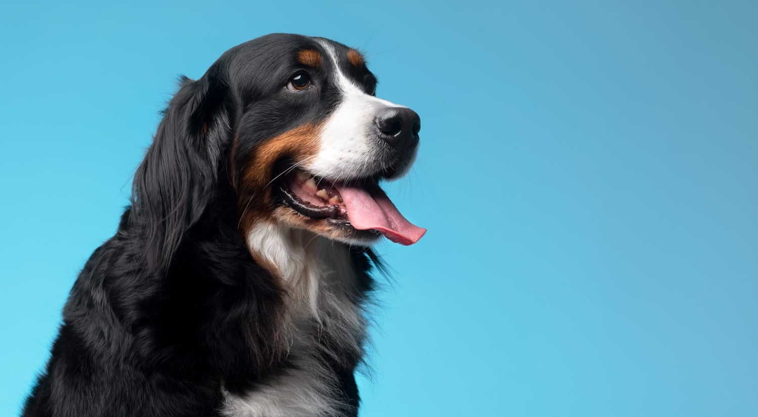 How to Choose the Best Dog Food topper for Your Pet?