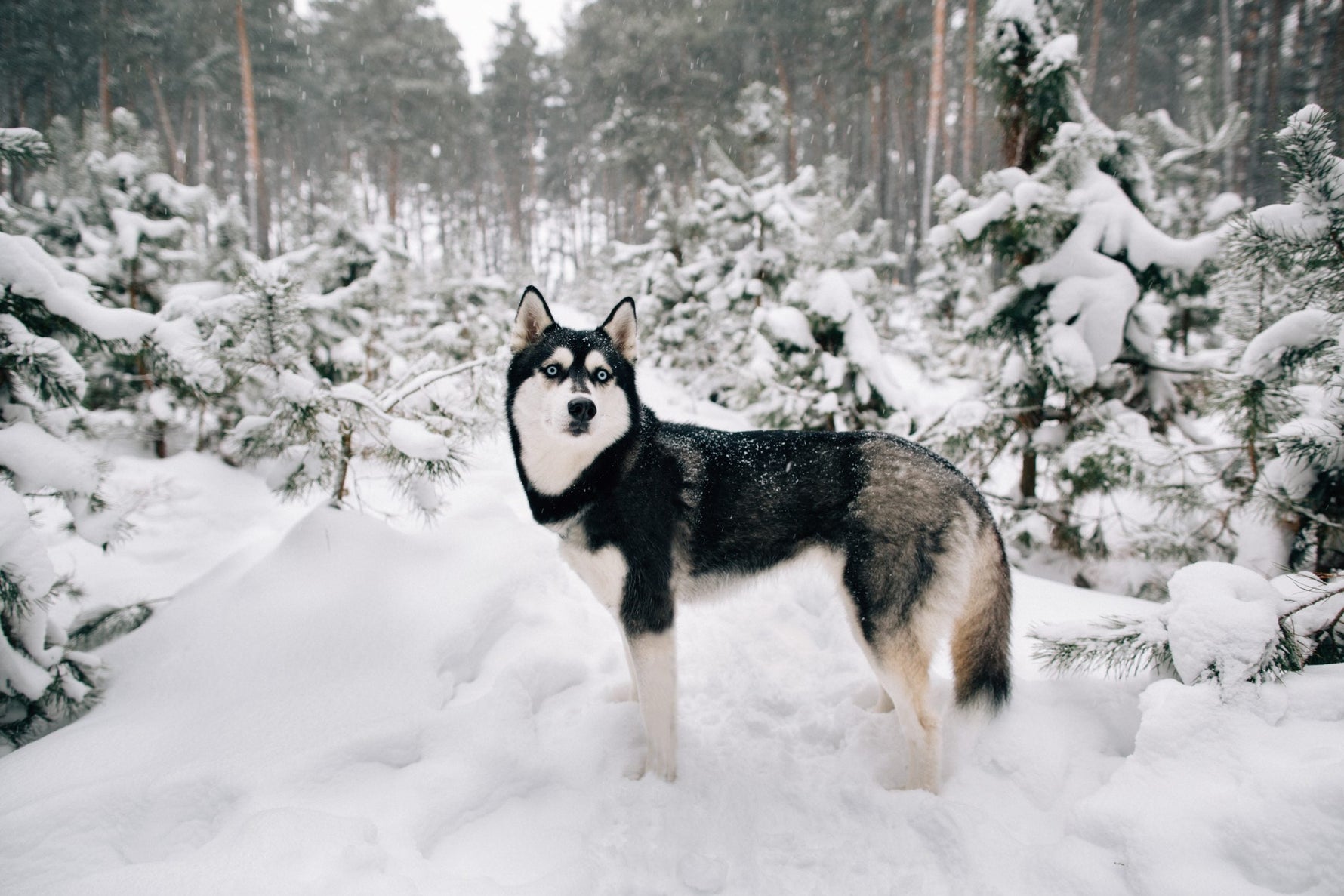 Alles over Alaska Malamutes