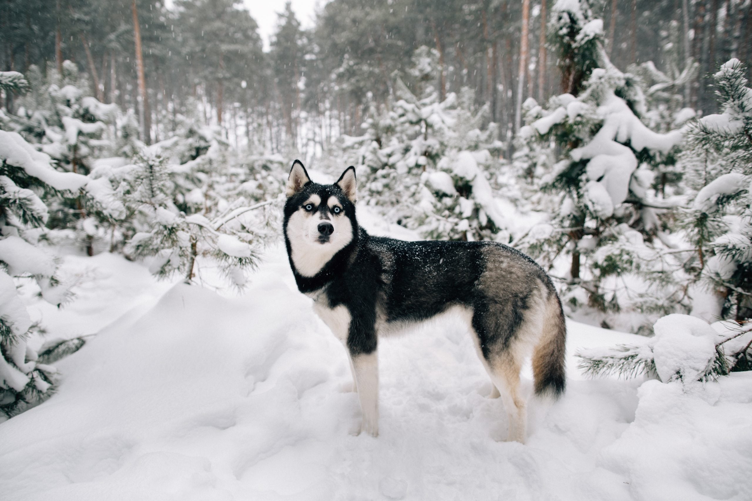 Alles over Alaska Malamutes