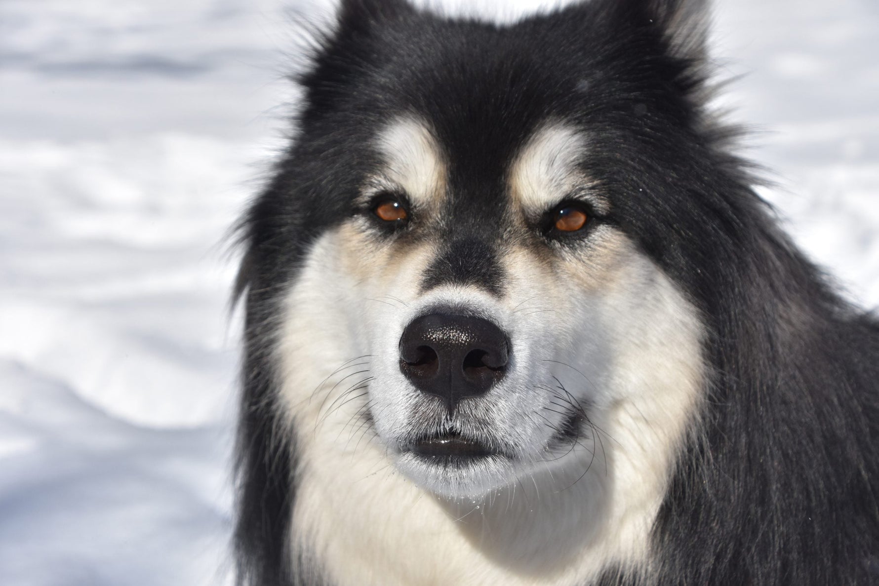 Alles over American Akita