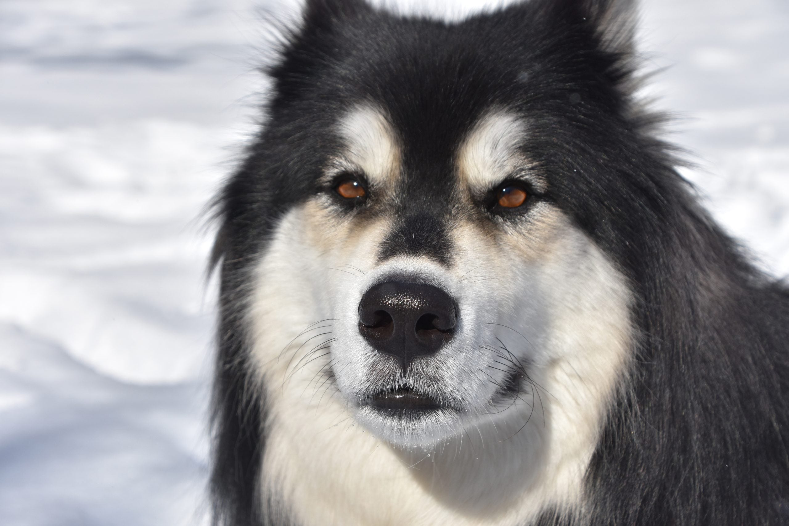 Alles over American Akita