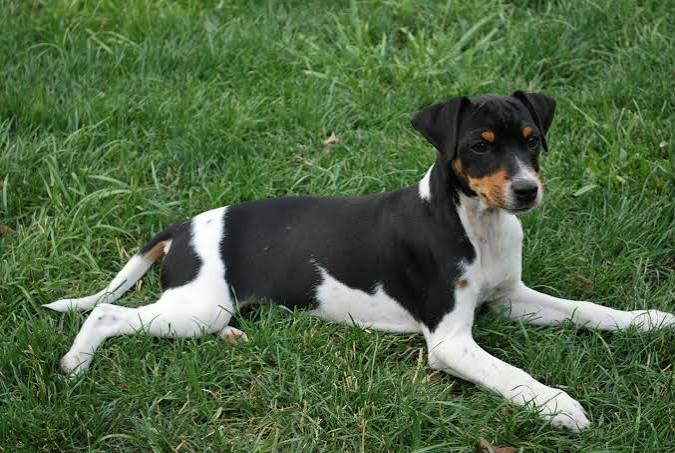 Brazilian Terrier: Characteristics, Training and Care