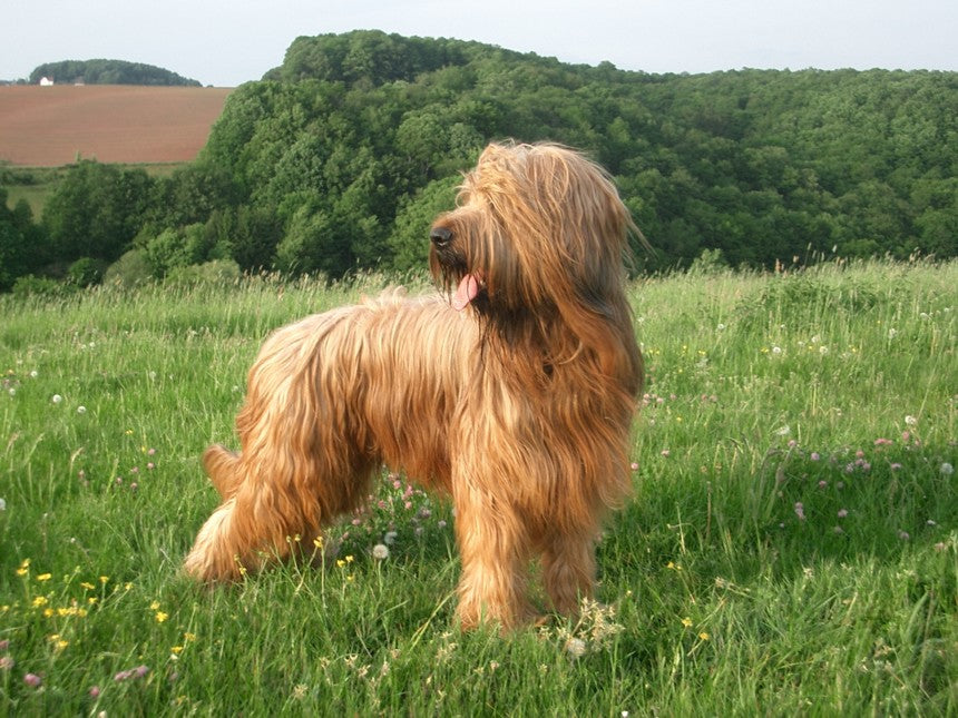 Briard: characteristics, training and care