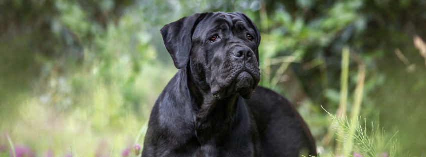 Cane Corso - All about Character, Care & Costs