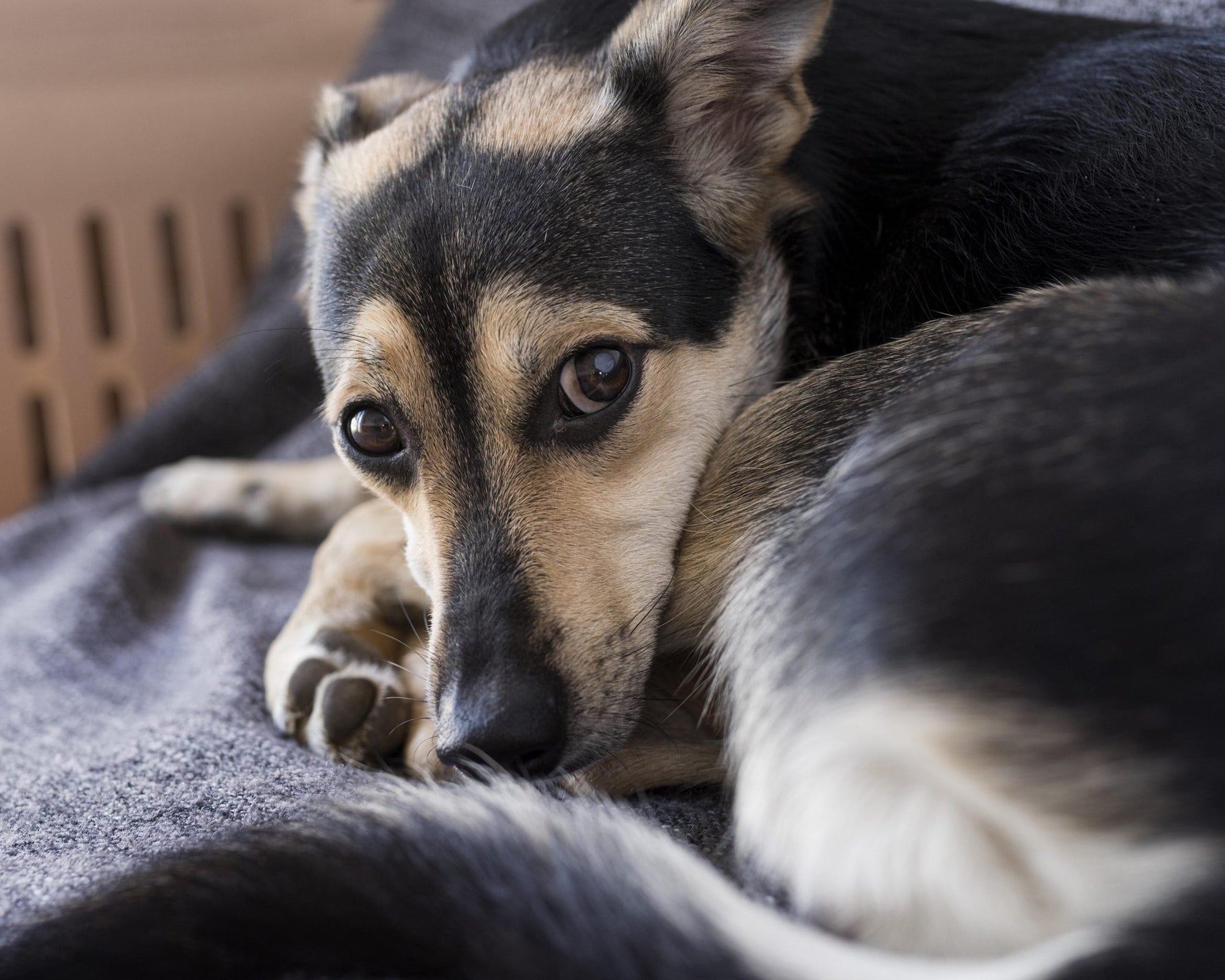 Kennelhoest honden