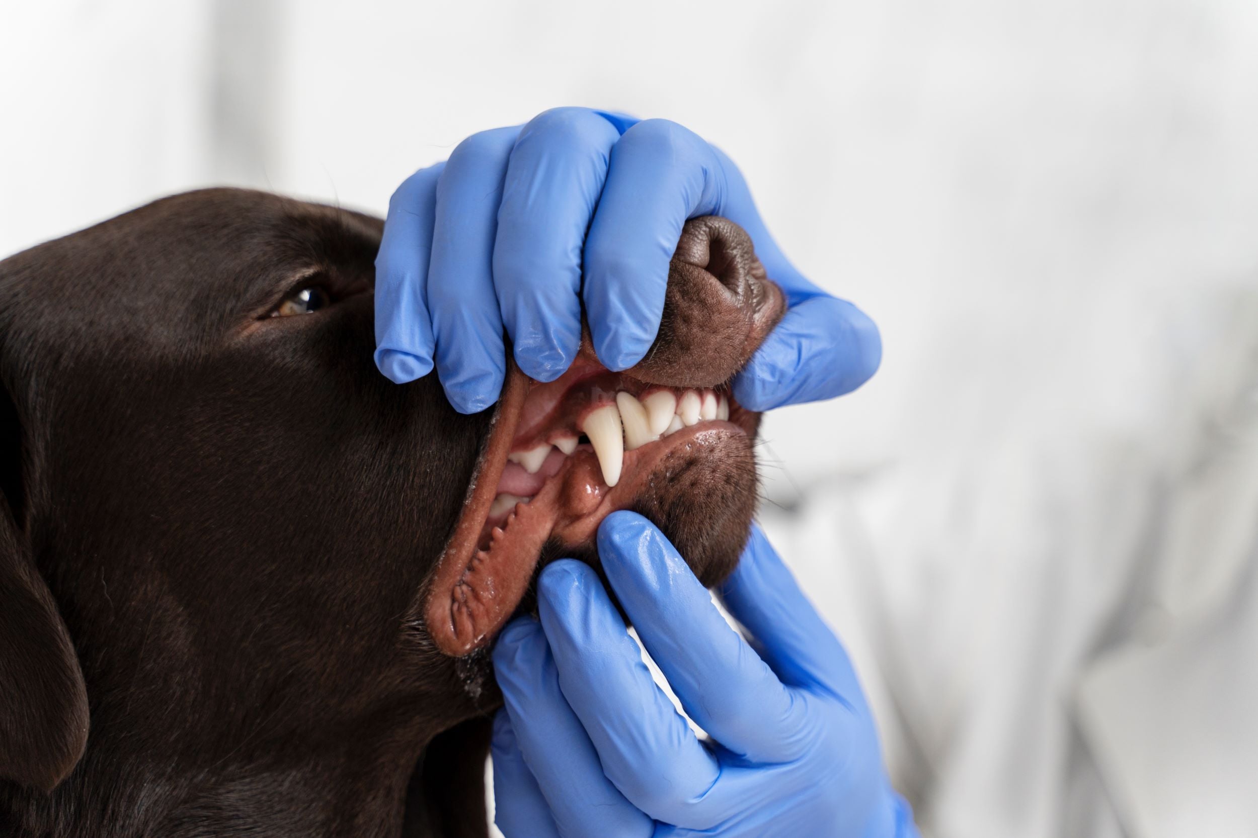 Brushing Your Dog’s Teeth: Why It’s Important and How to Do It