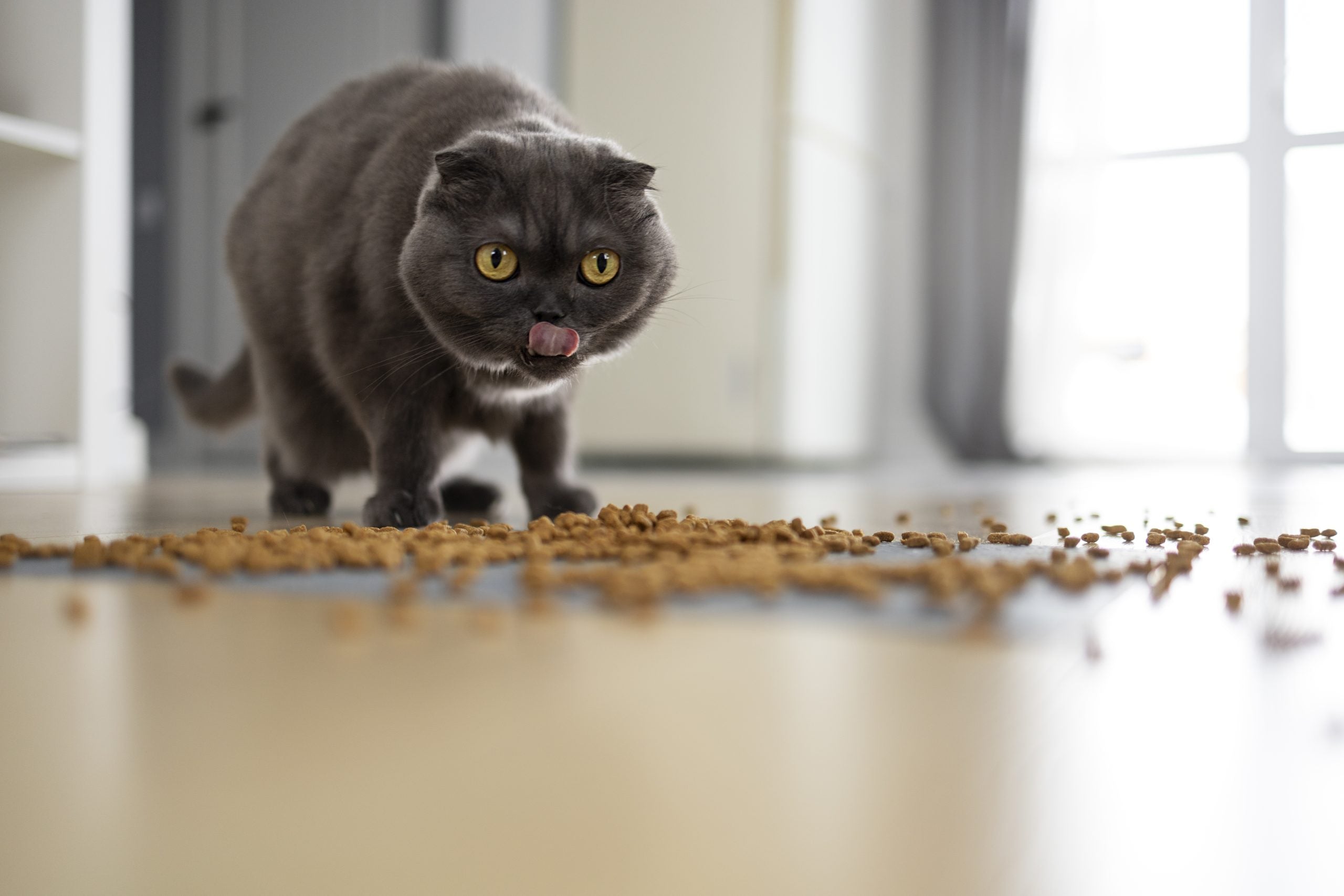 Kattenvoer voor binnenkat