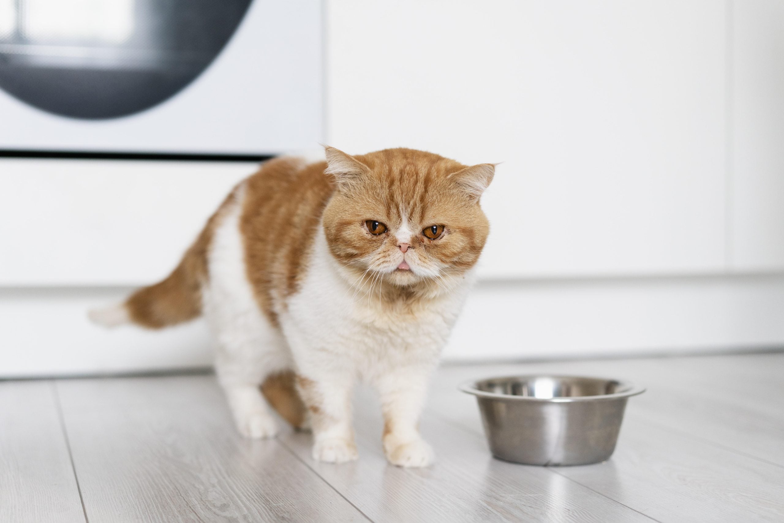 Nierstenen bij katten