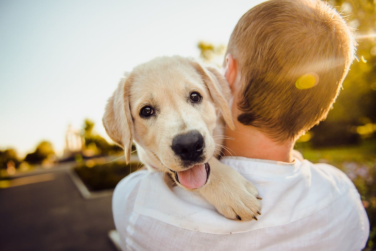 Voedingsbehoeften voor honden en de rol van supplementen