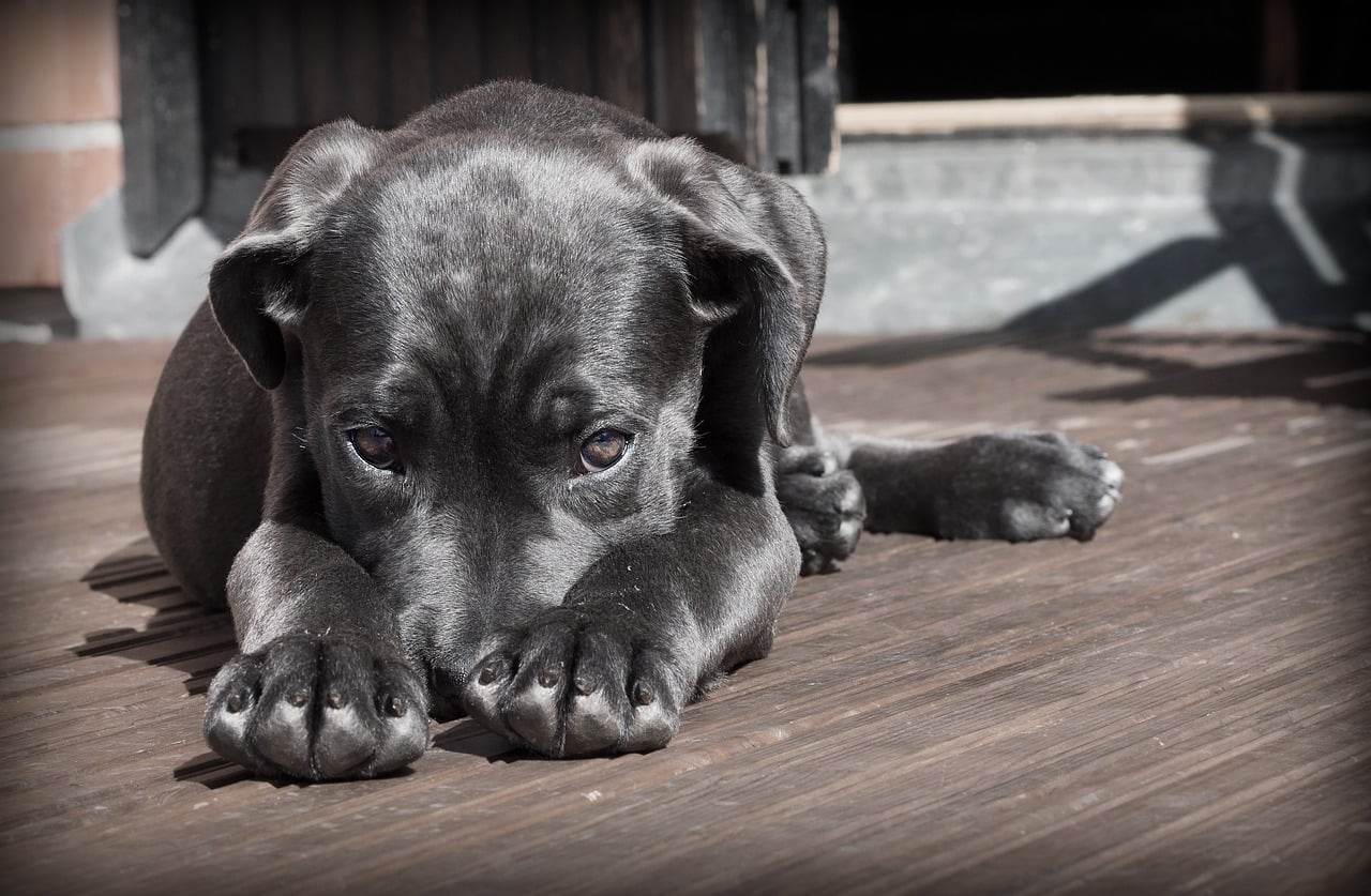 Malassezia hond
