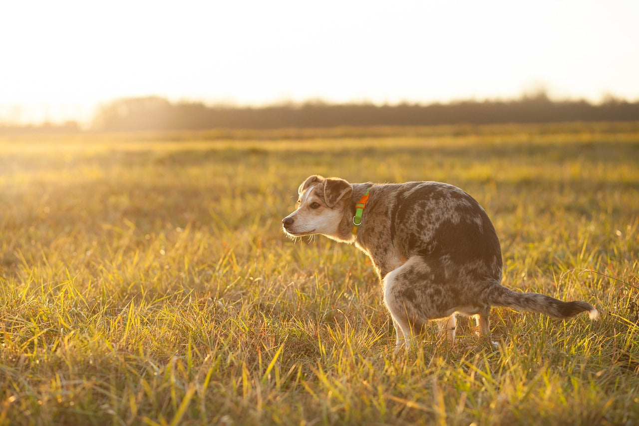 Probiotica dierenarts voor honden