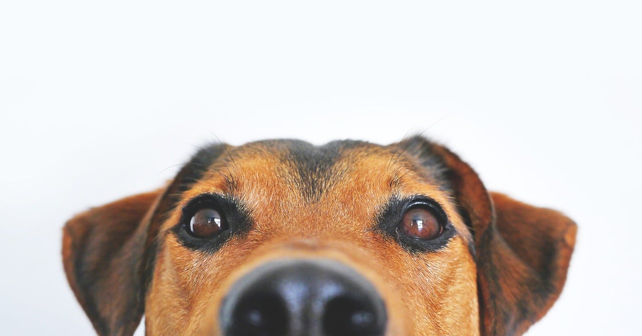 Rode ogen hond