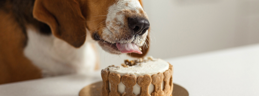 Dog cake: recipes, ingredients and frequently asked questions