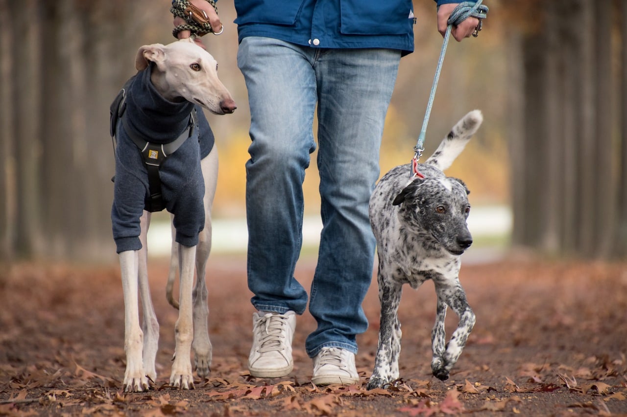 Weerstand en Immuunsysteem hond versterken