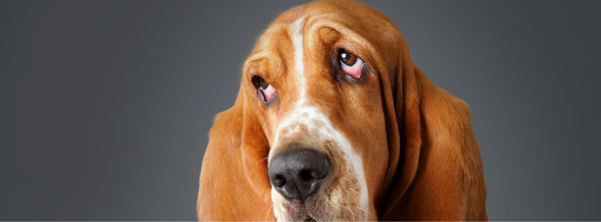 Ectropion dog: causes, symptoms and treatment options