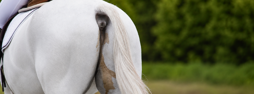 Faecal Water Syndrome in Horses: Causes, Symptoms and Solutions