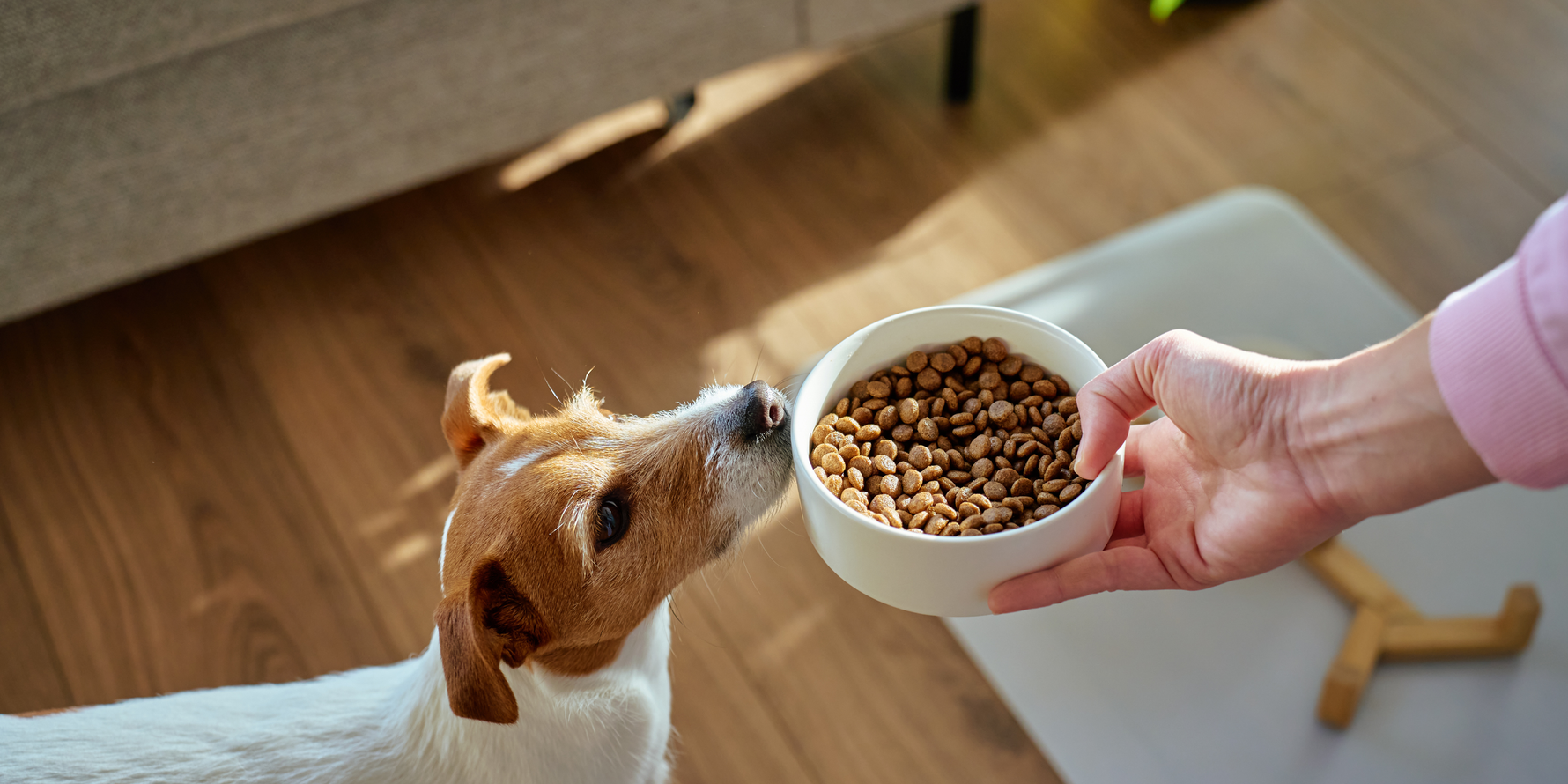 Our feeding guide helps to avoid dog overweight