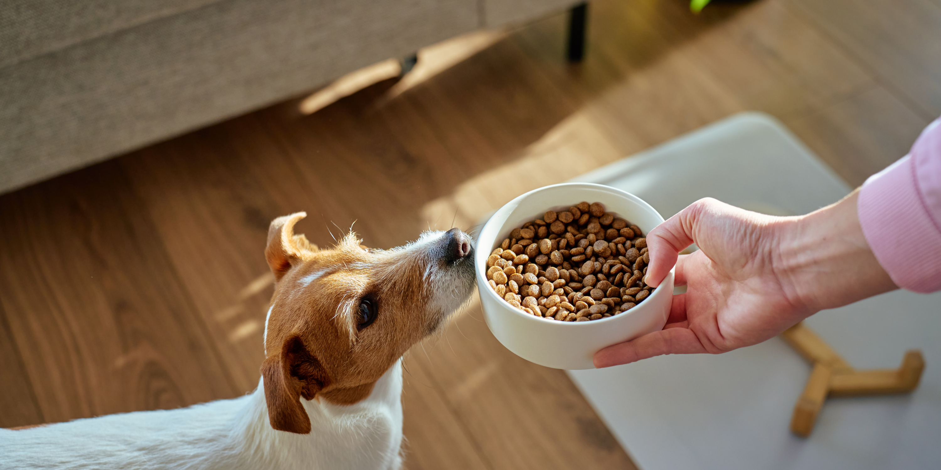 How to switch to hypoallergenic dog food?