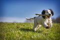 Spijsverteringsstelsel bij honden