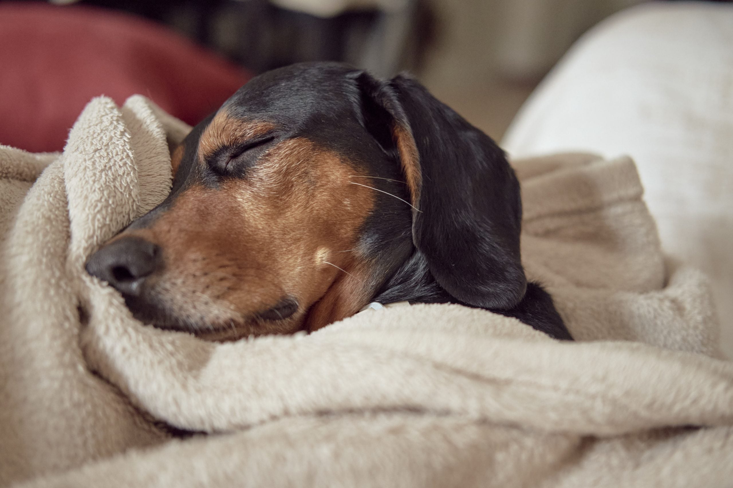 Koorts honden