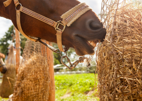 Laminitis in horses: prevention