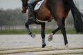Horse walking over poles — exercise and movement support joint health in horses with osteoarthritis