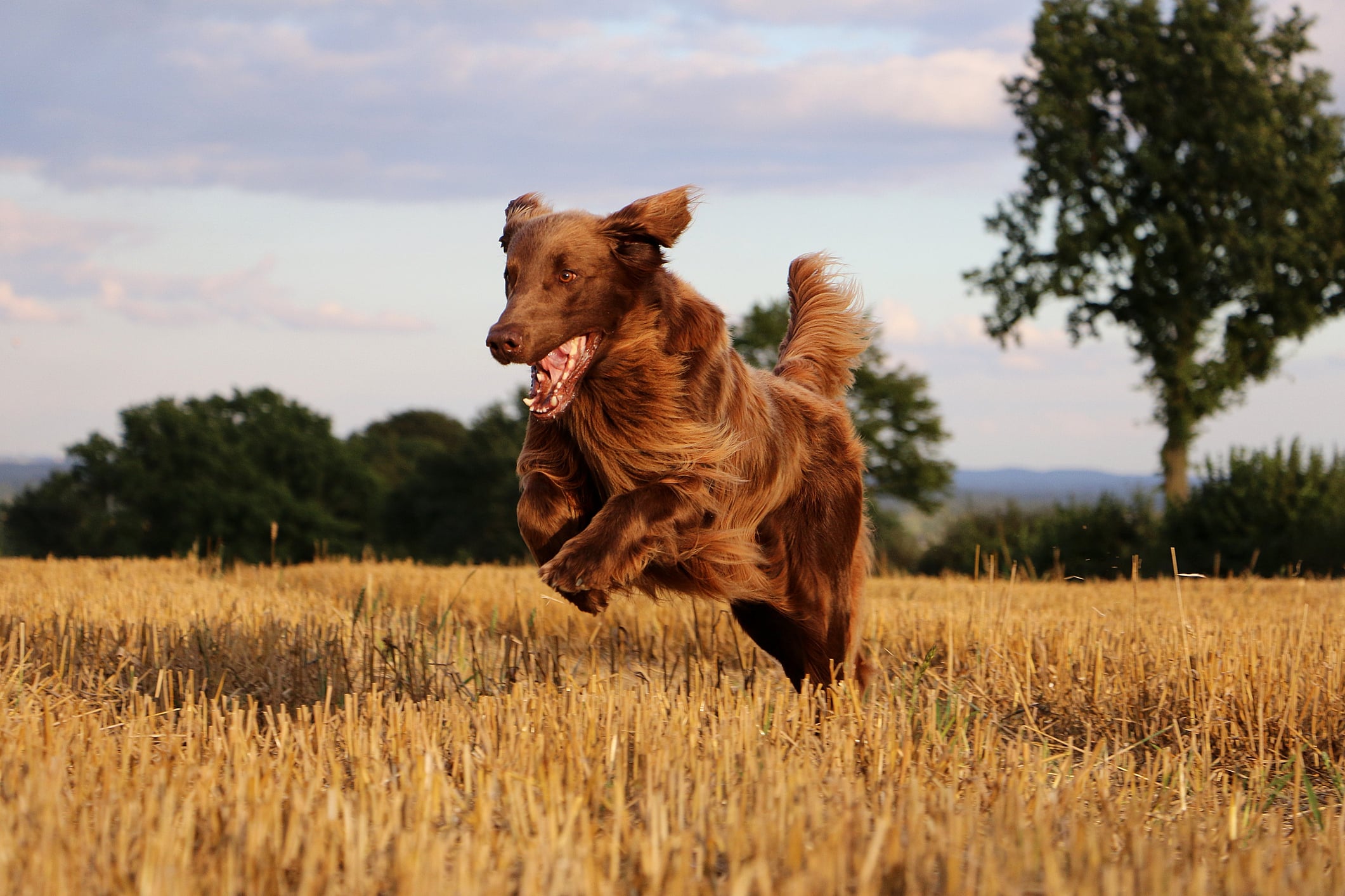 Een hond die door een veld rent.