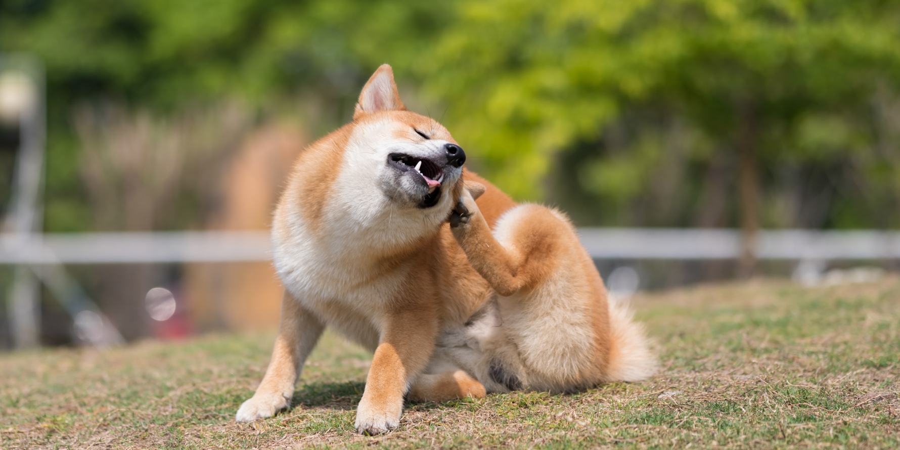 Environmental allergy in dogs: The ultimate guide!