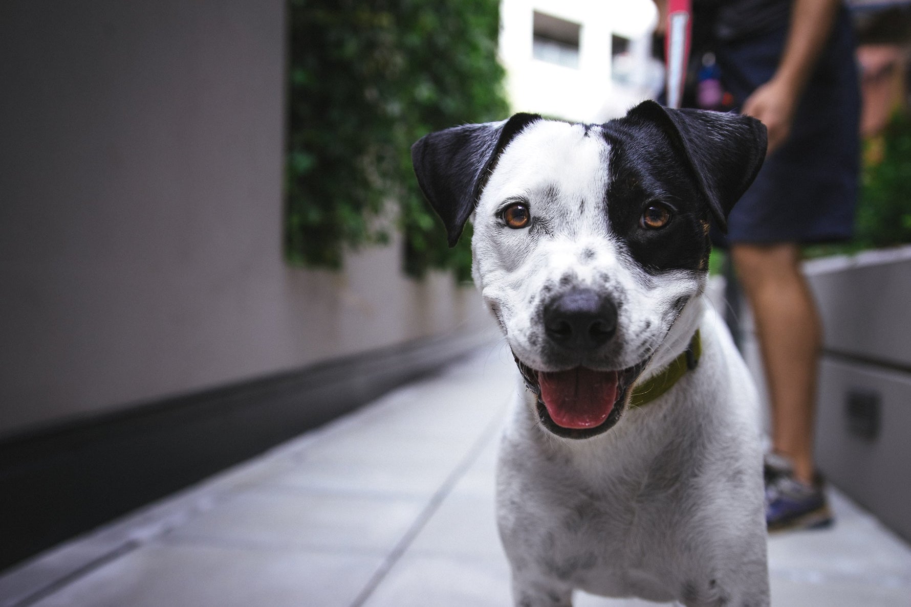 Voedselallergieën bij Honden Identificeren