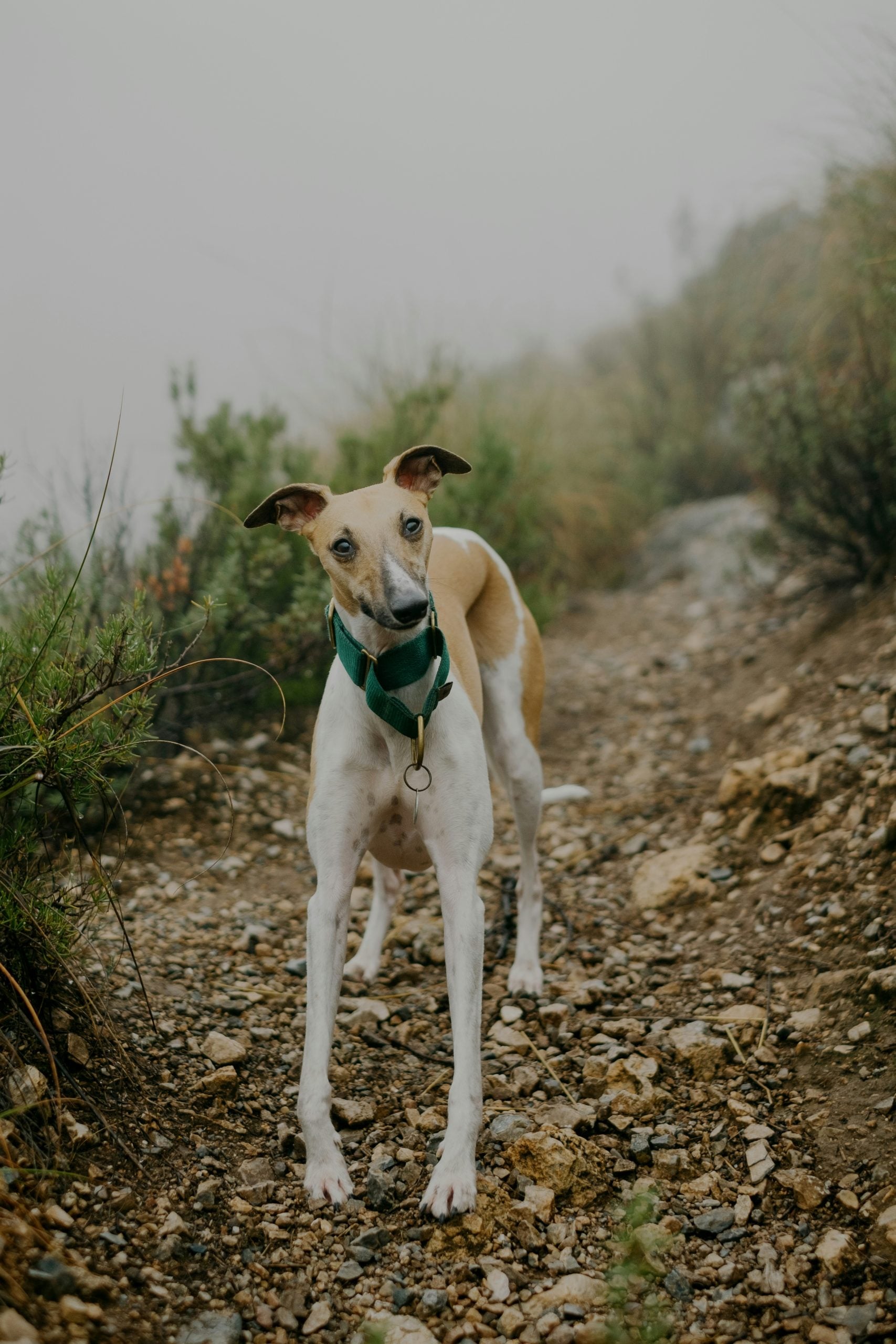 Whippet