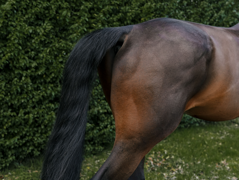 Is Your Horse’s Muscle Growth Stuck in First Gear?