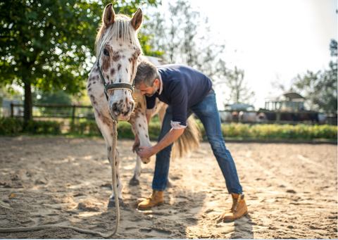 Arthritis in Horses: causes, symptoms and treatments.