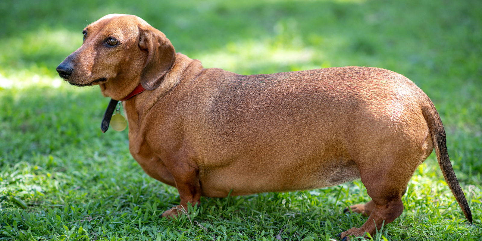 What are the signs that my dog is overweight?