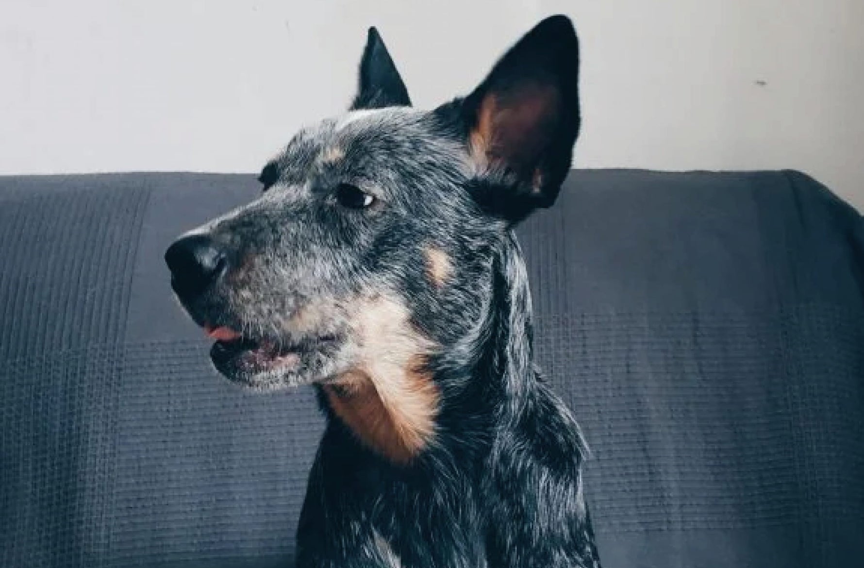Australian Stumpy Tail Cattle Dog