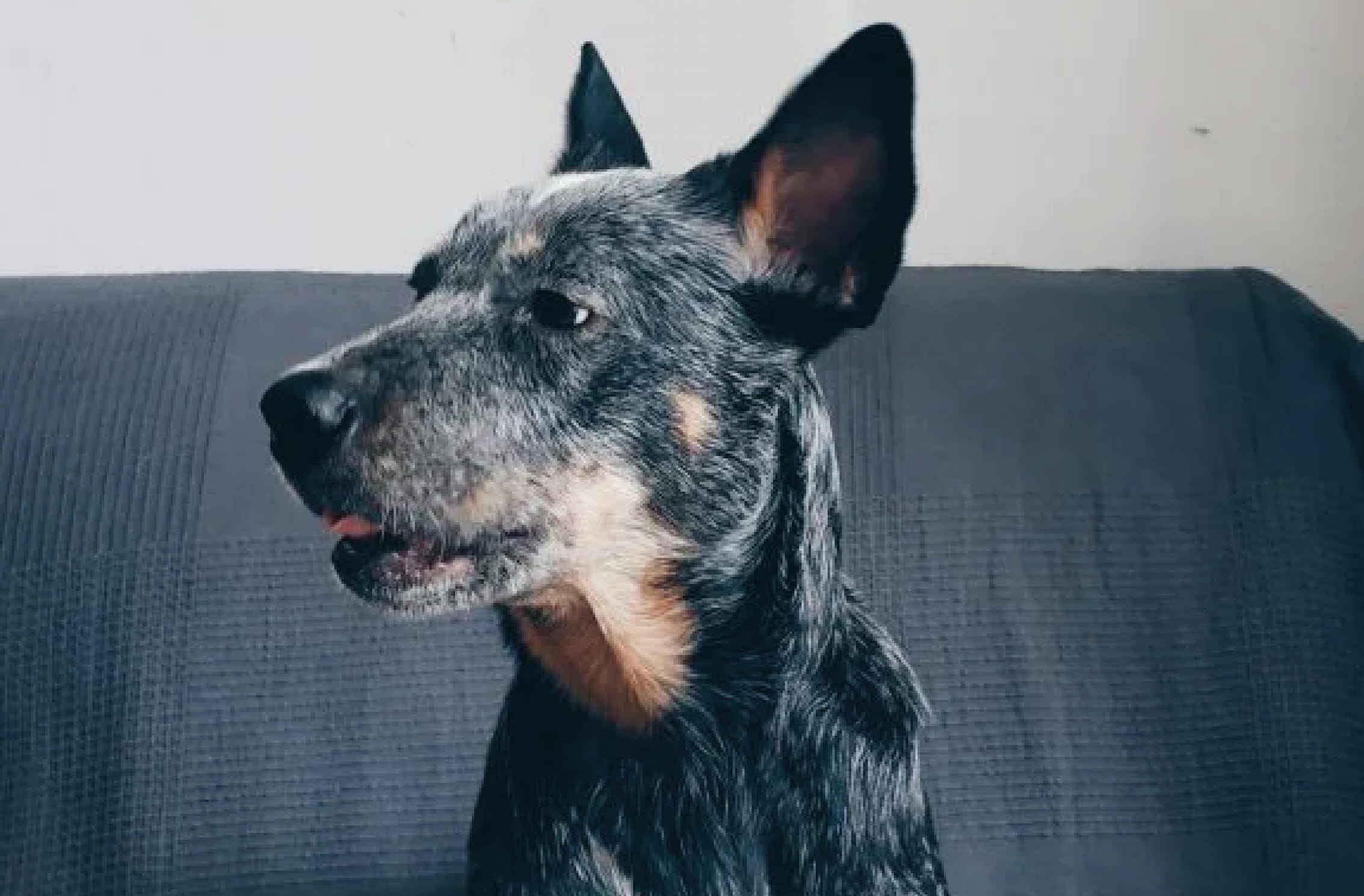 Australian Stumpy Tail Cattle Dog