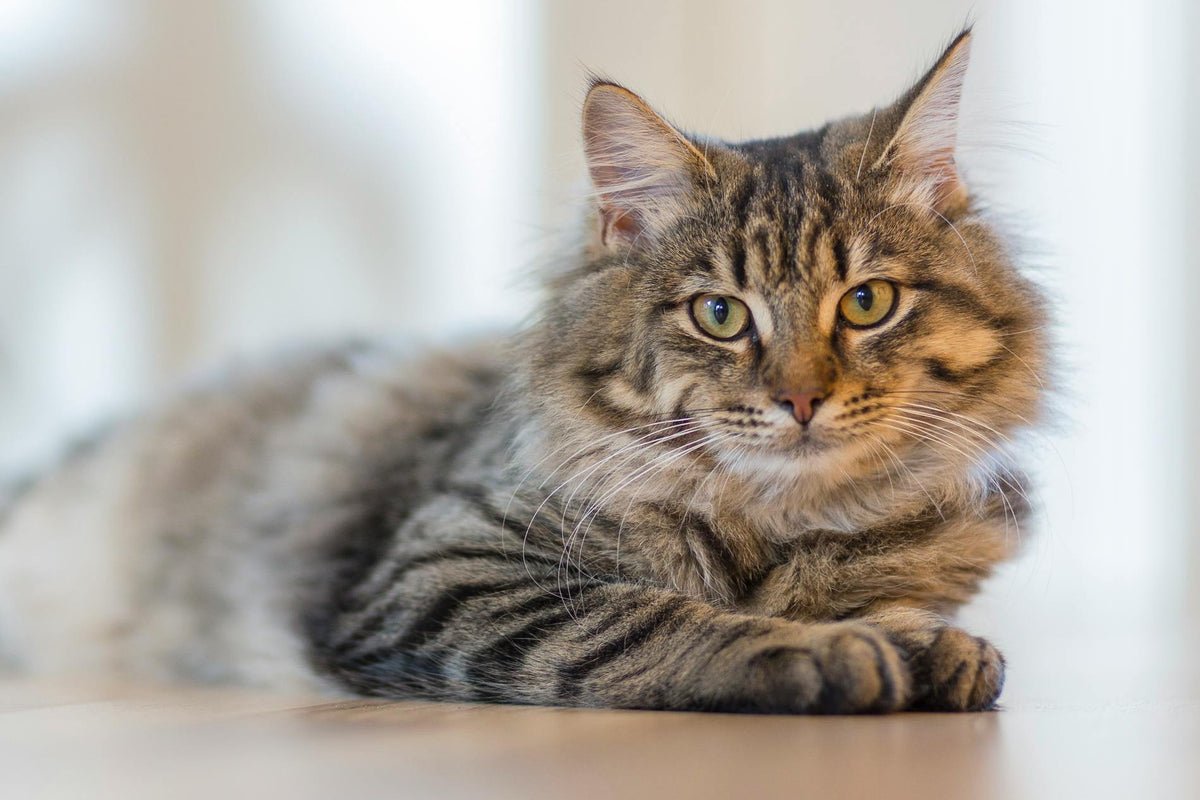 taurine in kattenvoer
