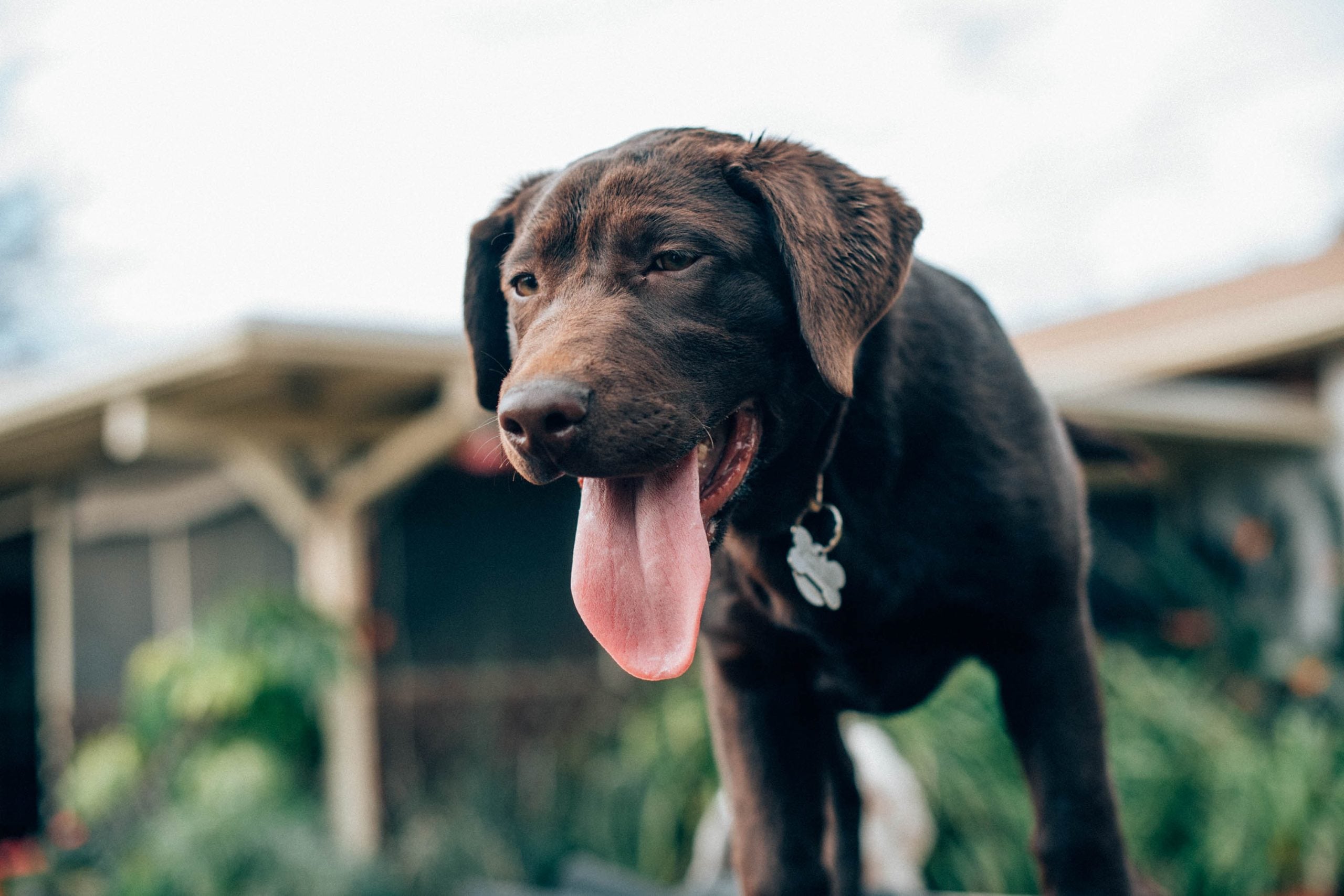 Hond afkoelen