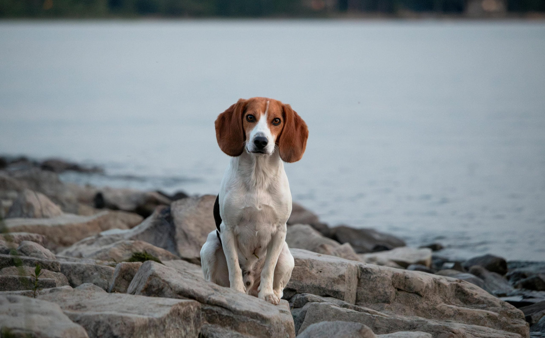 Alles over American Foxhound