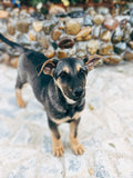 Een asielhond