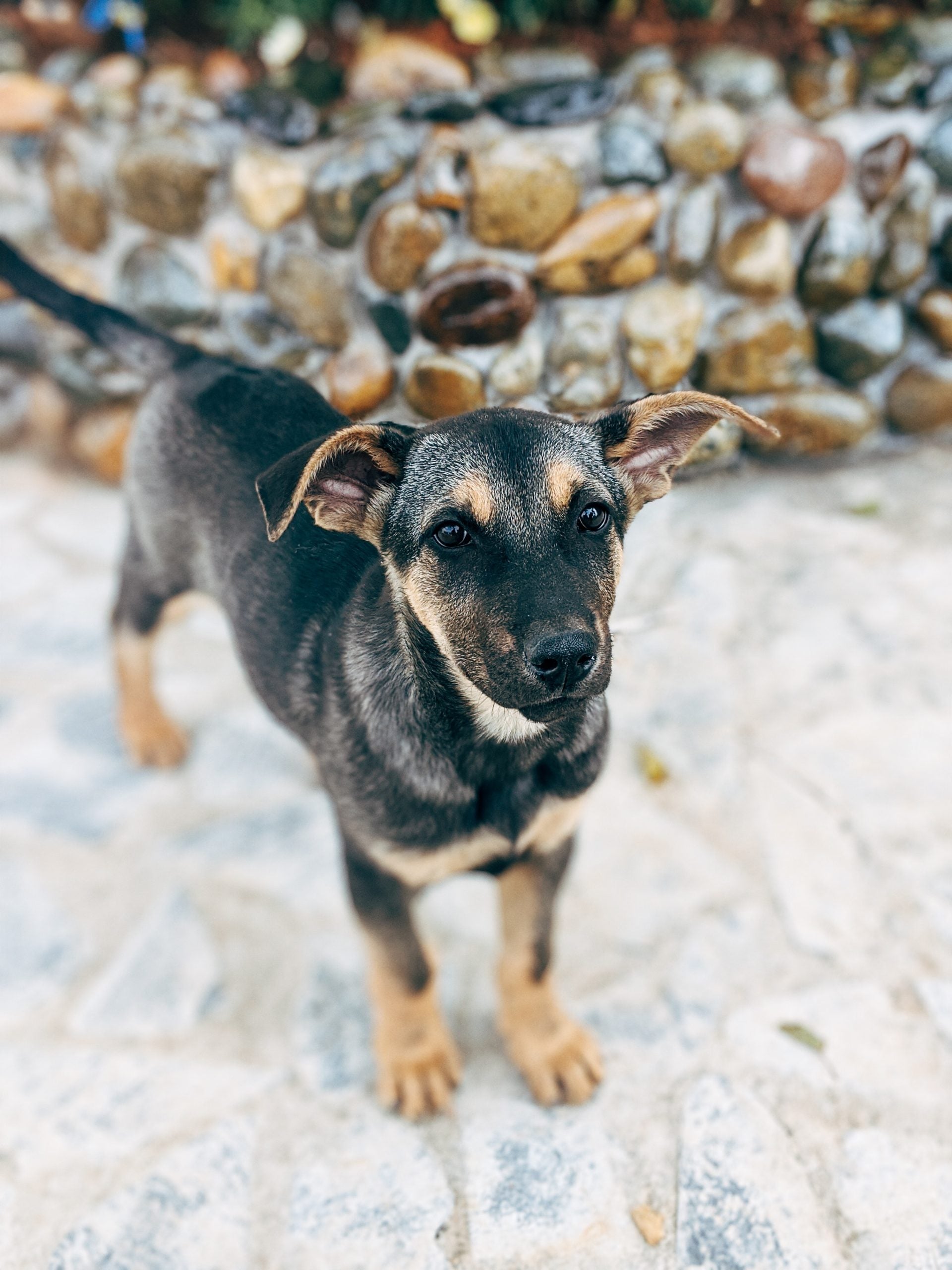 Een asielhond