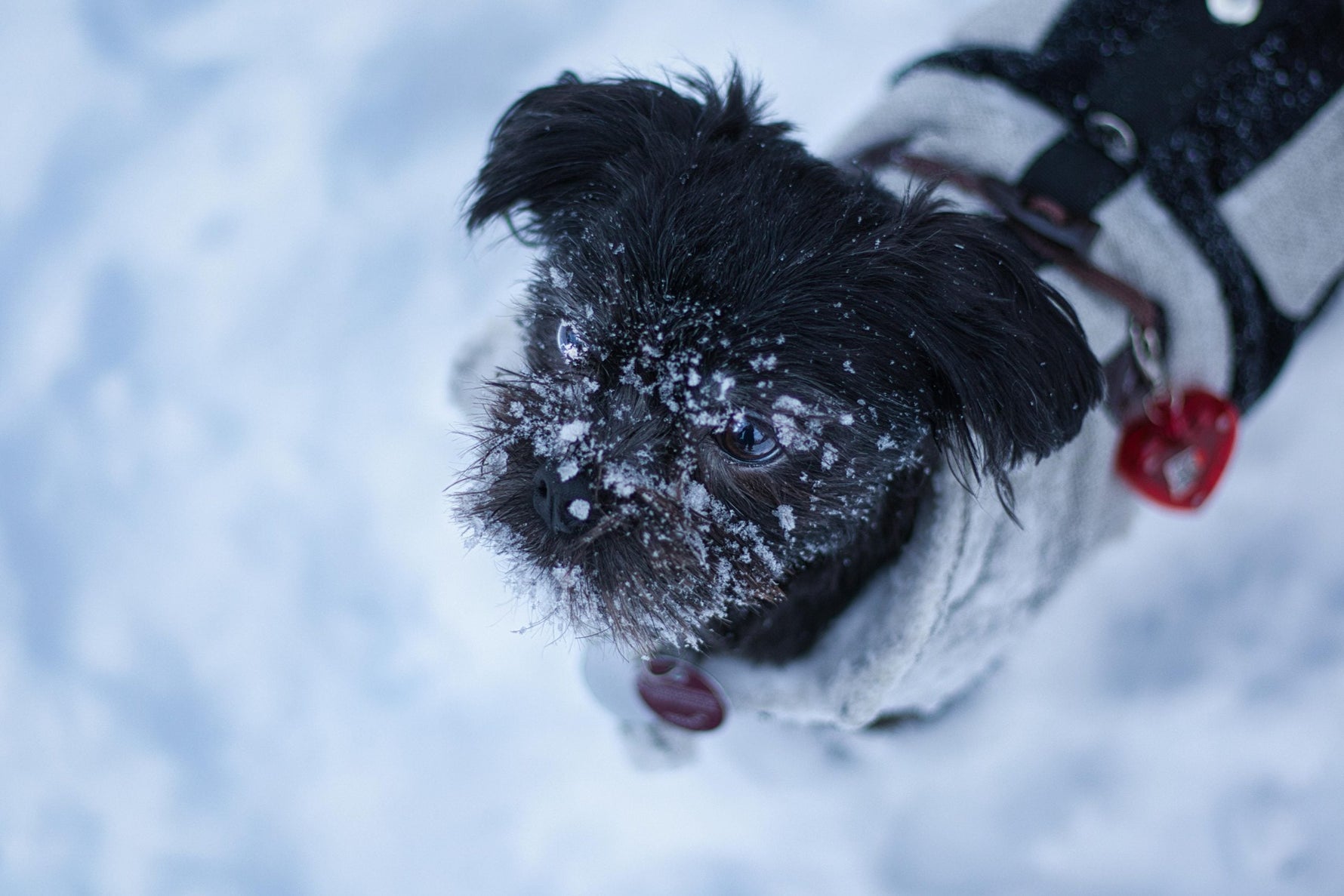 Alles over affenpinscher