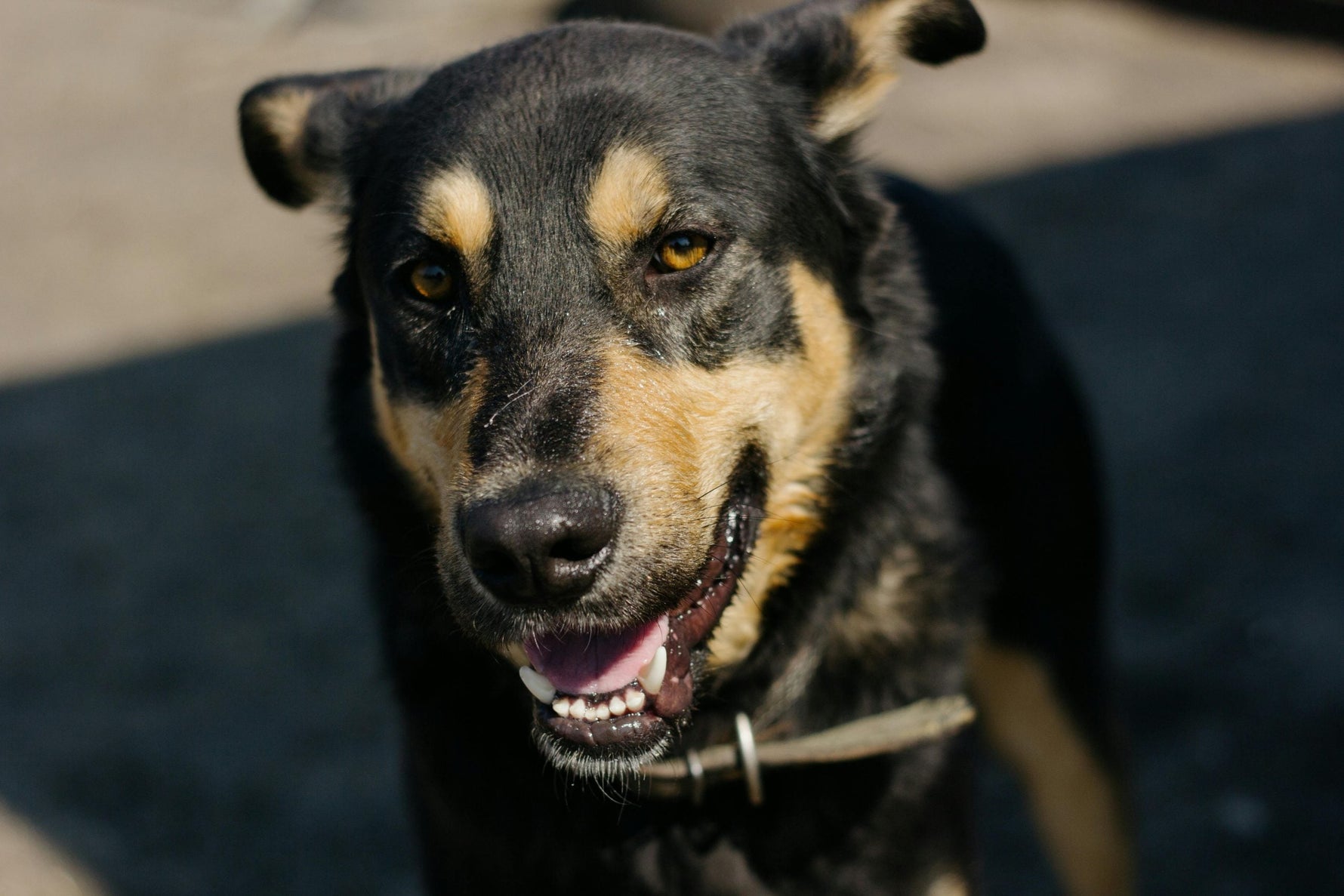 Australian Kelpie