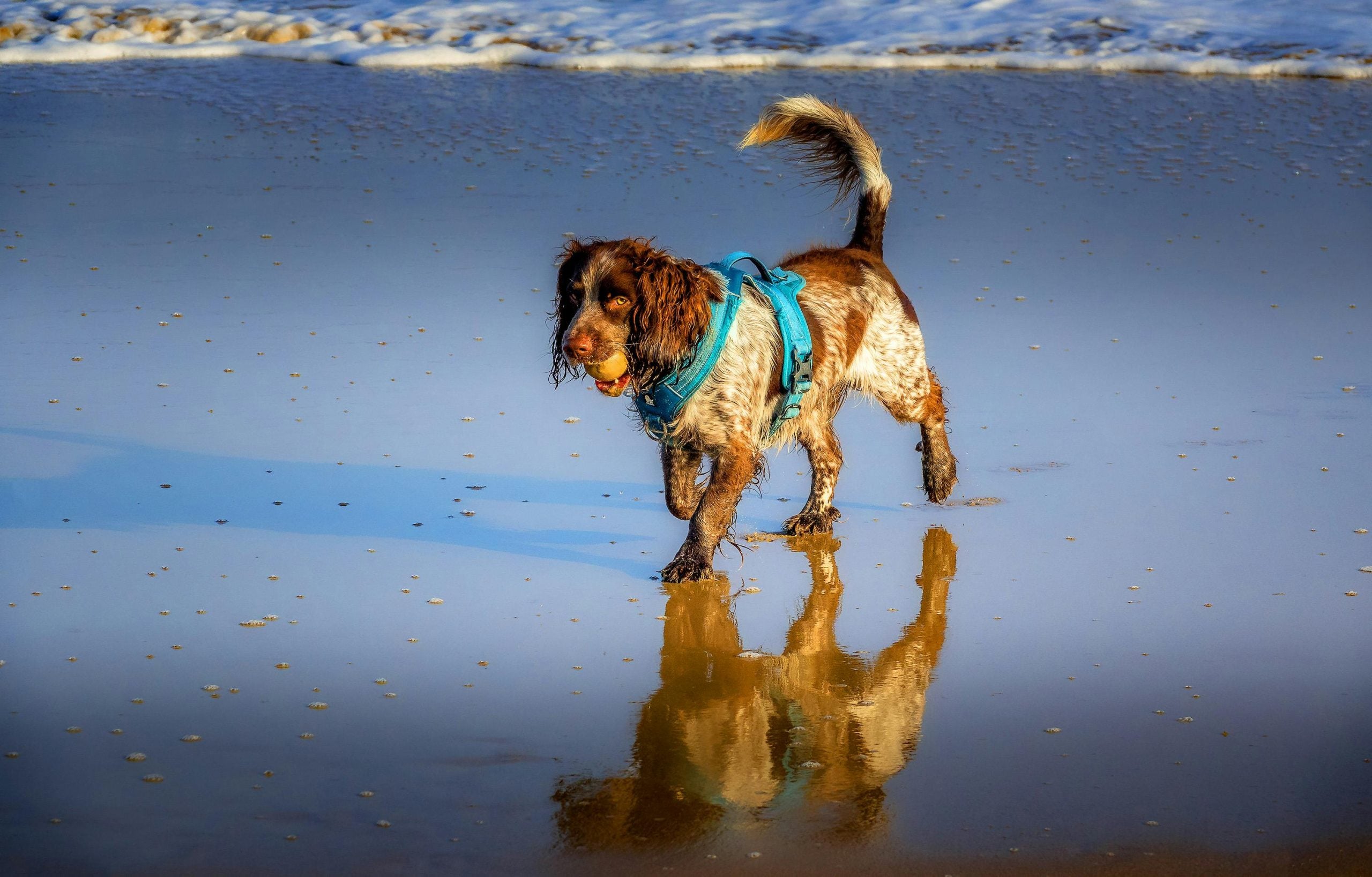 Alles over Amerikaanse Cocker Spaniel