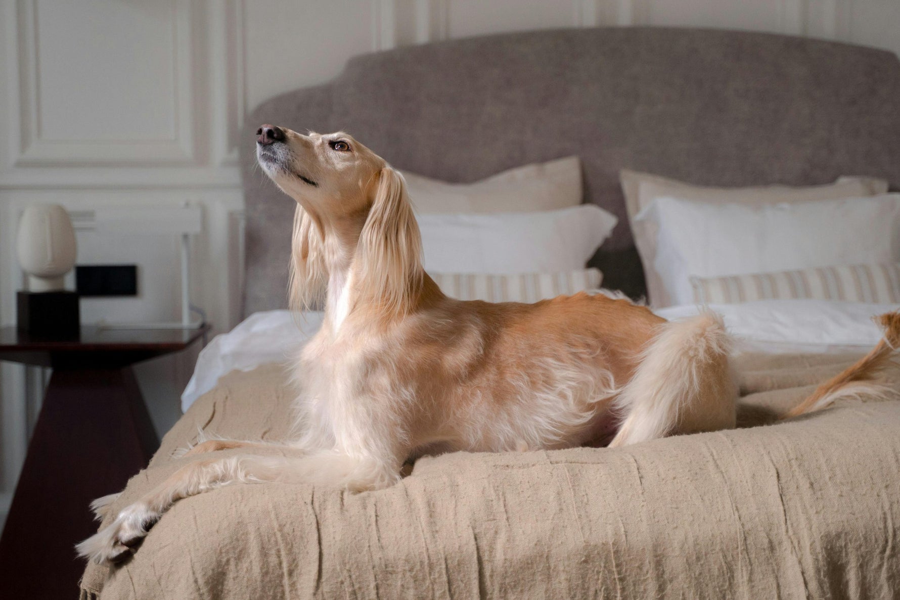 Alles over Afghaanse windhond