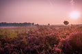 Zonsopgang in kalmthoutse heide