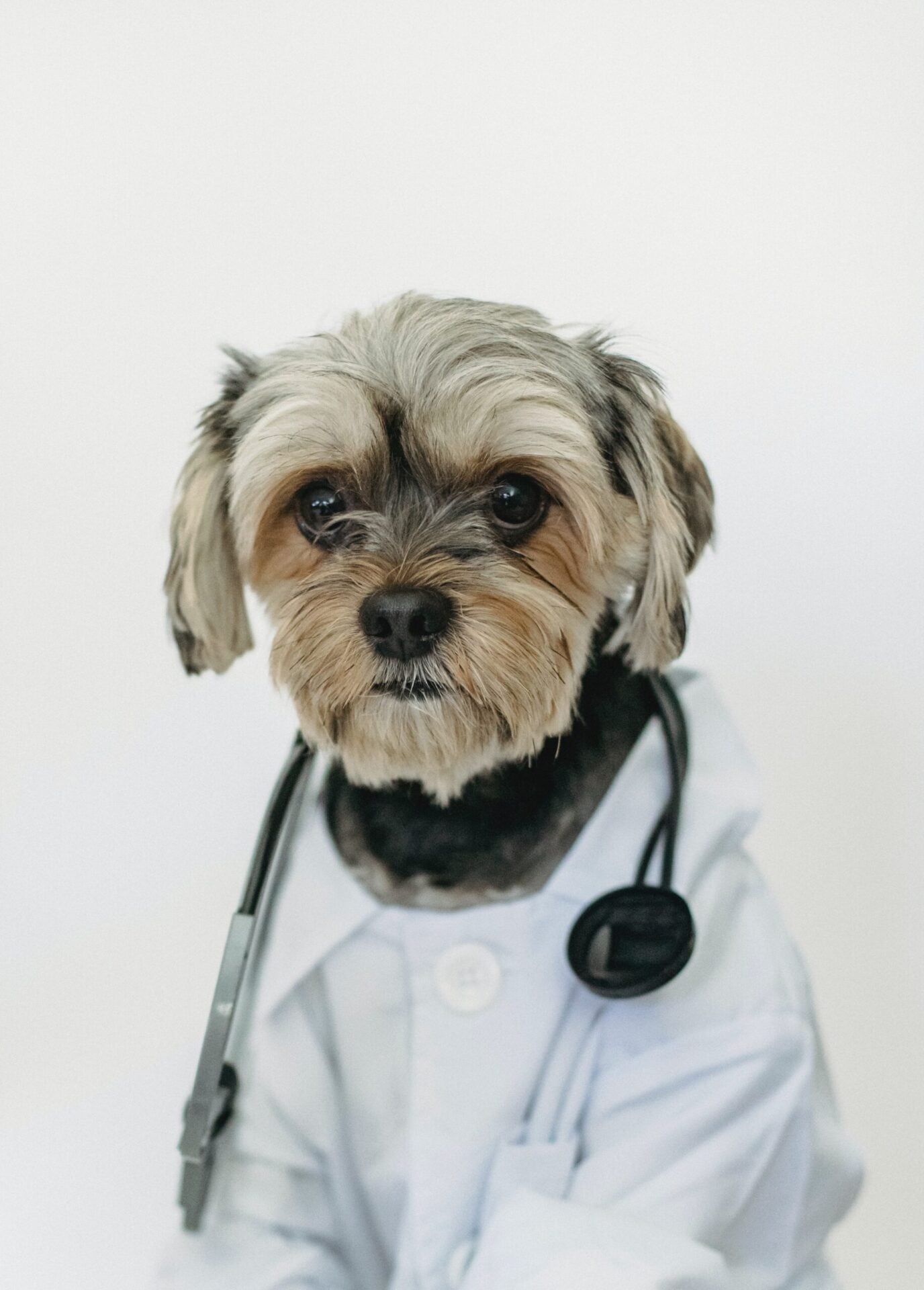 Can a Dog Eat Grapes? Dangers and Advice for Dog Owners