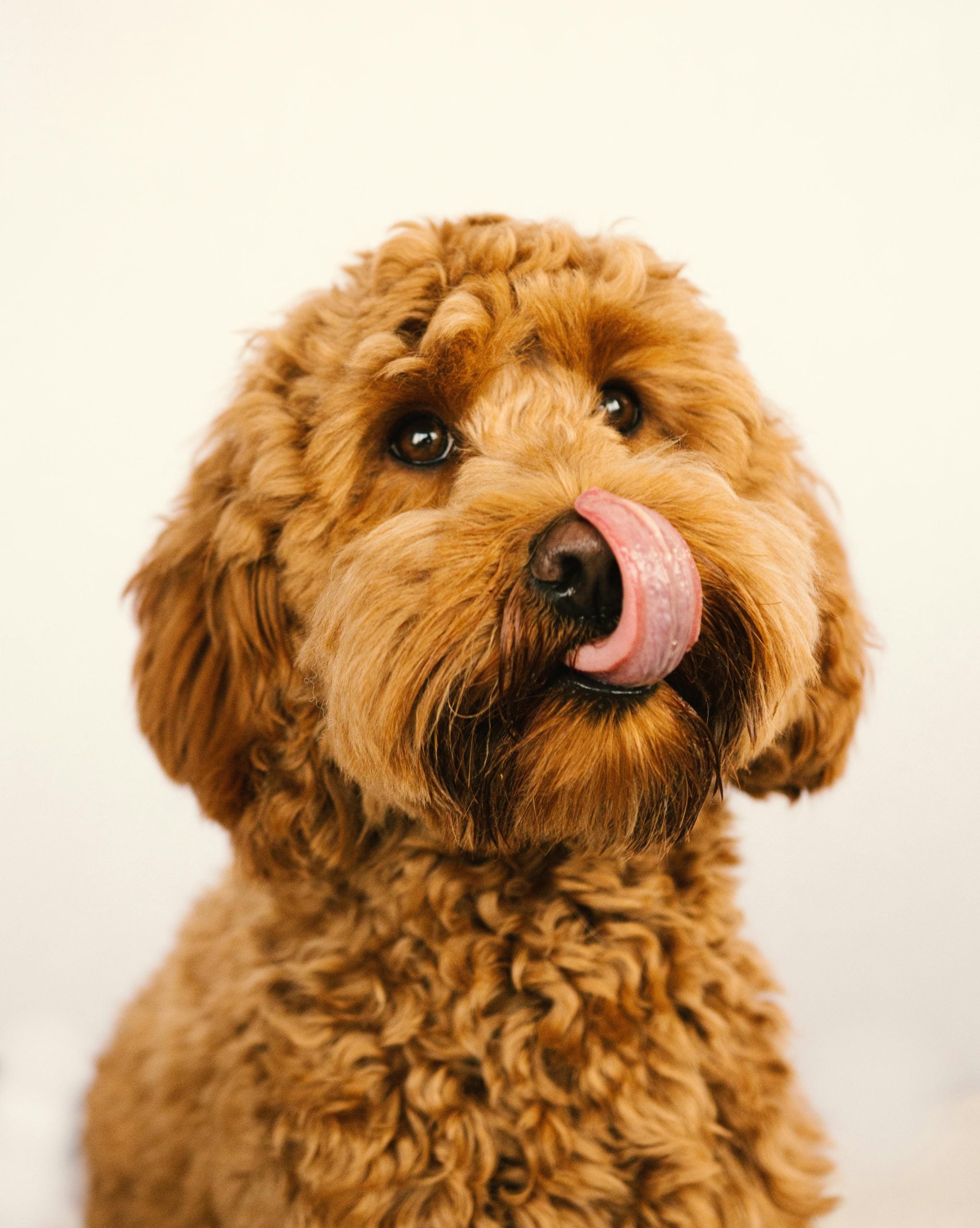 Labradoodle hypoallergeen