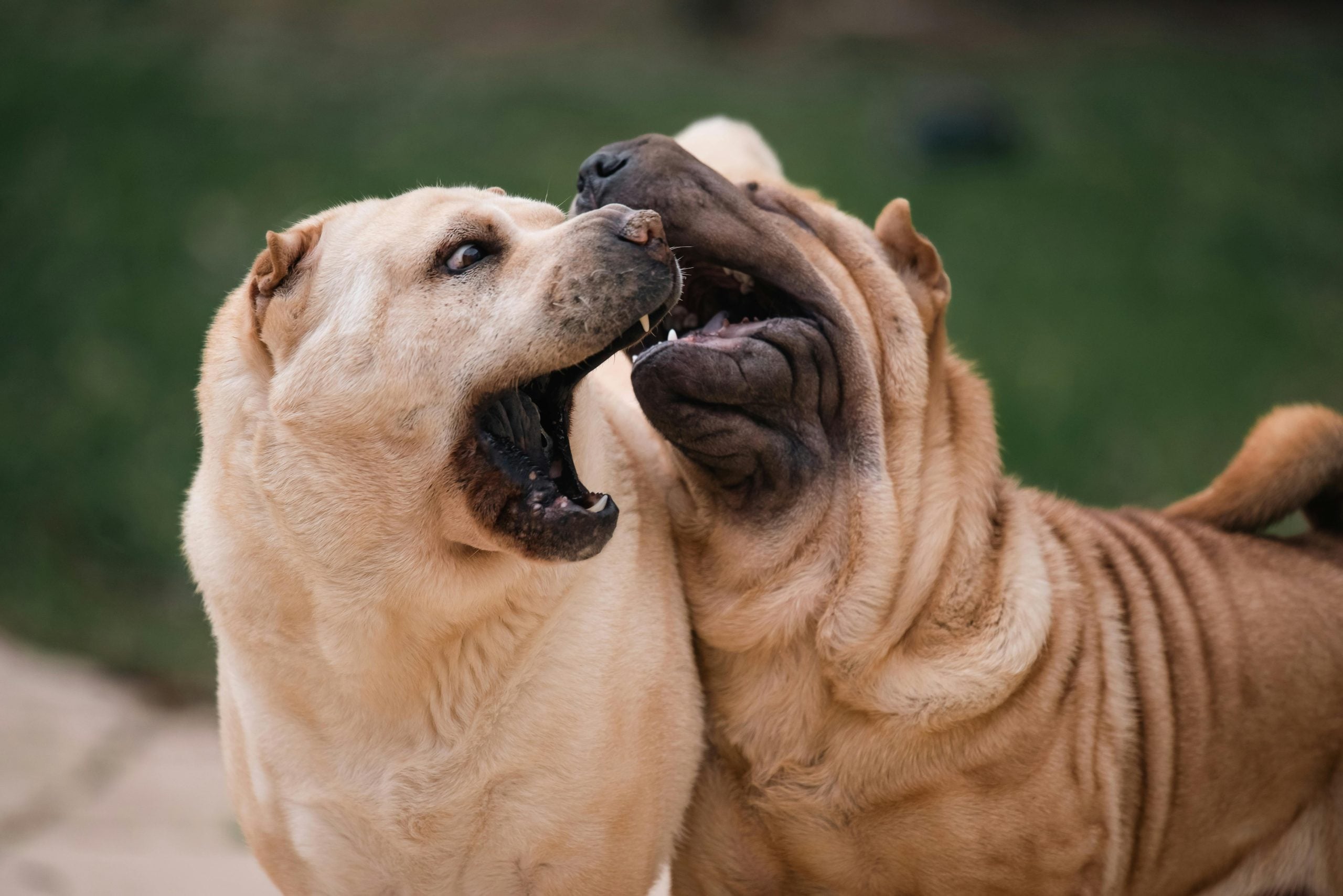 huidschilfers-hond