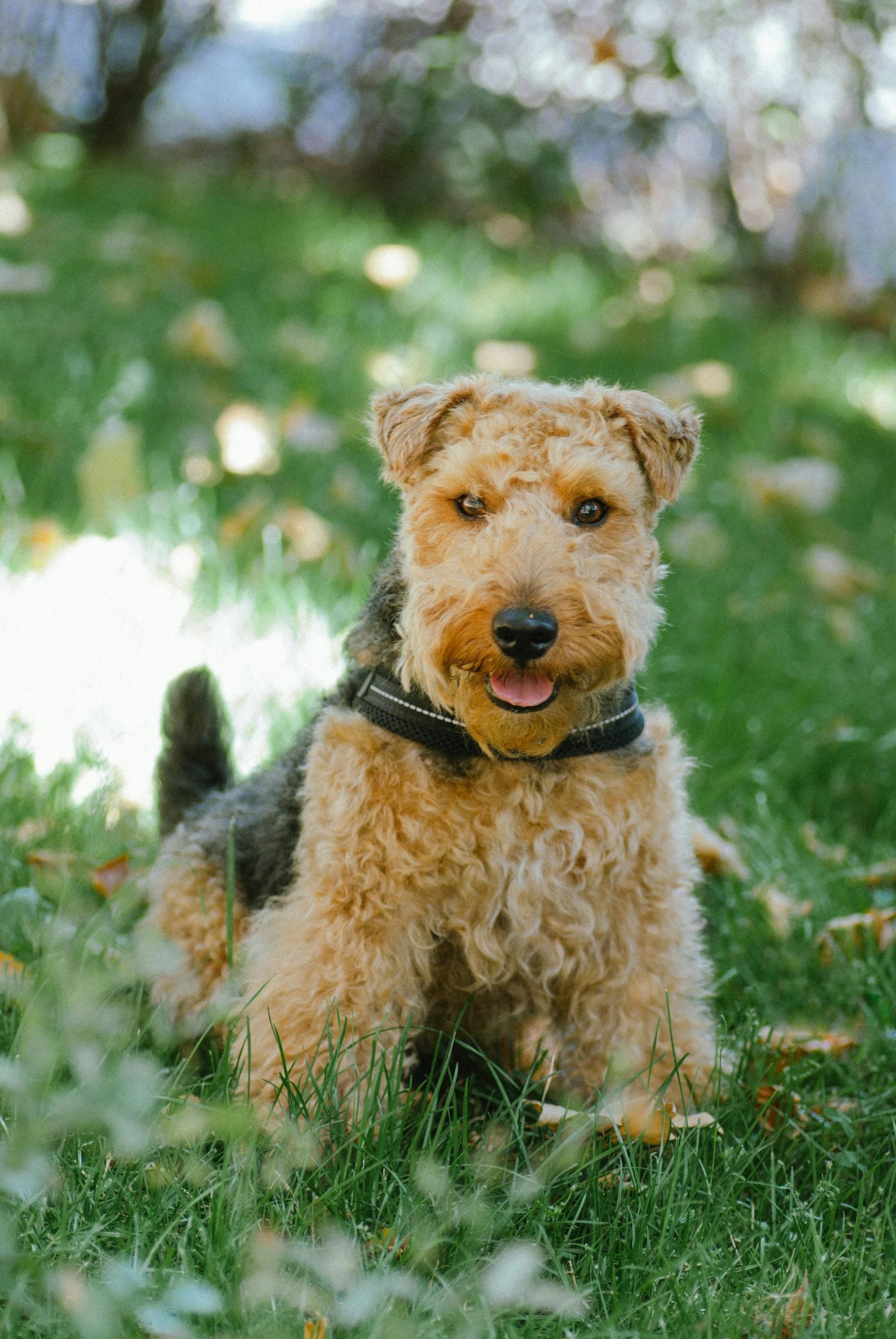 alles over Airedale Terriërs